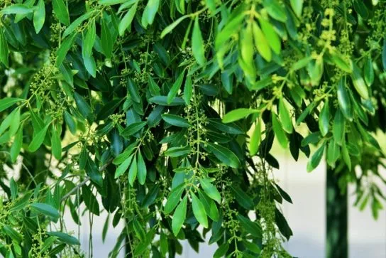 Чайное дерево как декоративное растение
