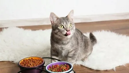 Из чего делают корм для кошек и какой состав лучше?