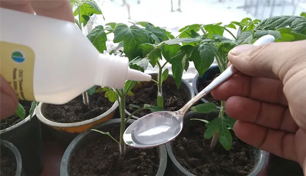 перекись для полива рассады помидор