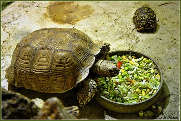Красноухая черепаха ест