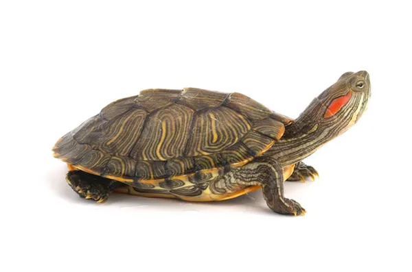 Красноухая черепаха. Внешний вид