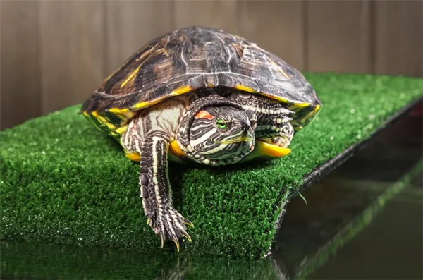 Для содержания красноухих черепах понадобится просторный террариум с островком суши