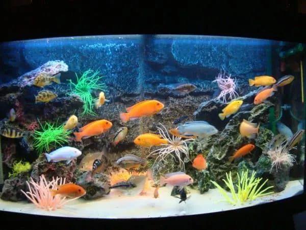 Как вычислить объем аквариума в литрах читайте статью