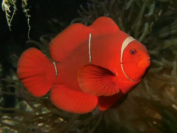 Красная рыба-клоун