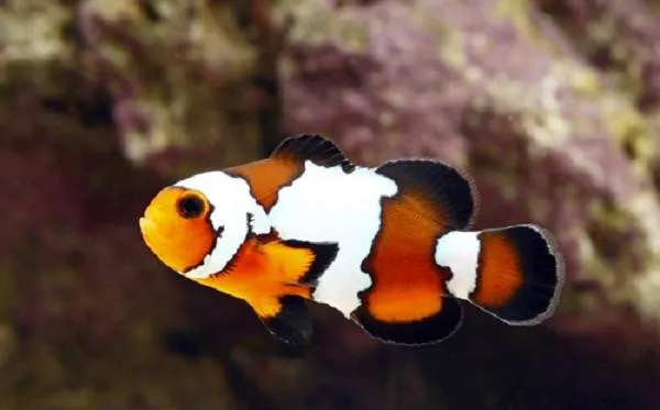 Рыба-клоун-Описание-особенности-виды-образ-жизни-и-среда-обитания-рыбы-клоун-9