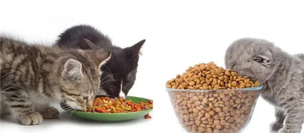 Сколько сухого корма нужно кошке в день?