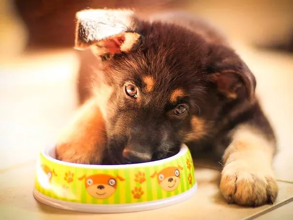 Рацион питания для щенка немецкой овчарки Фото