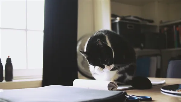 Как отучить кошку лазить по столам перестановкой