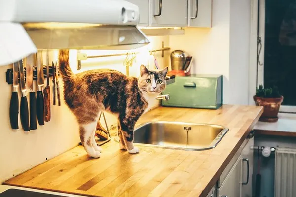 Как отучить кошку запрыгивать на стол?
