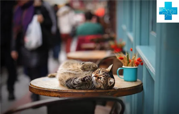 кошка на столе