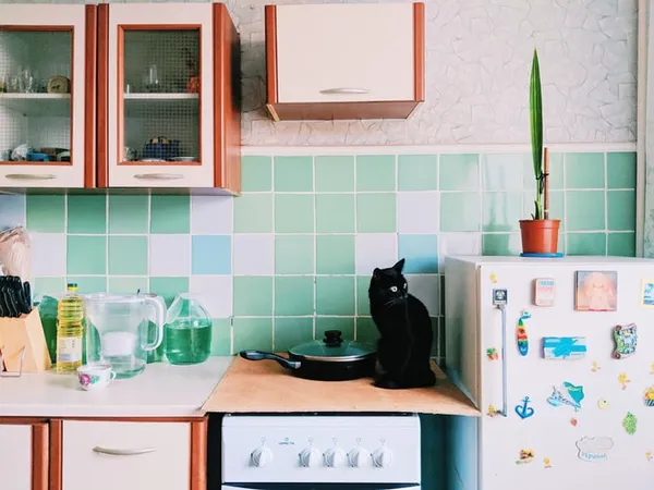 Как отучить кота лазить по столам: 7 способов