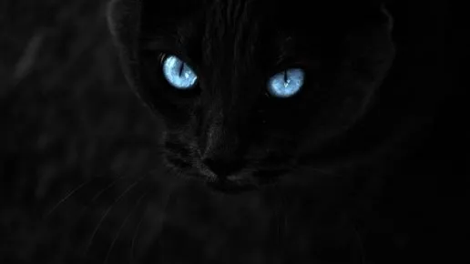 Кошка видит в темноте