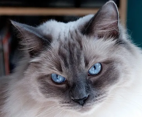 ragdoll with bright blue eyes