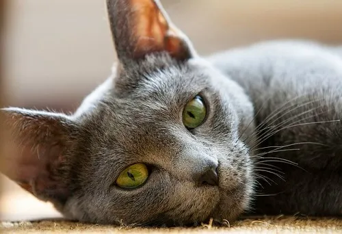 Russian blue cat with green eyes lies on side.