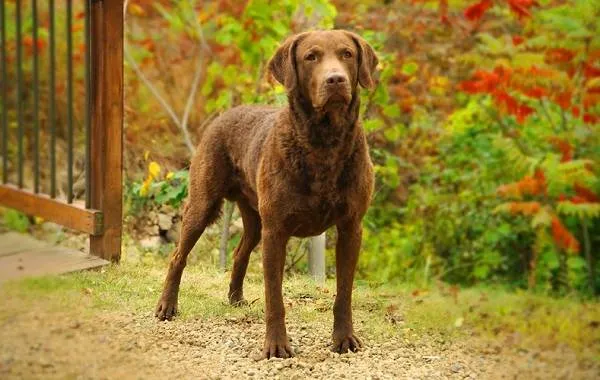 Лабрадор-собака-Описание-особенности-виды-характер-и-цена-породы-лабрадор-12