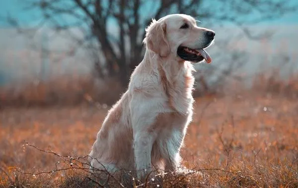 Лабрадор-собака-Описание-особенности-виды-характер-и-цена-породы-лабрадор-7