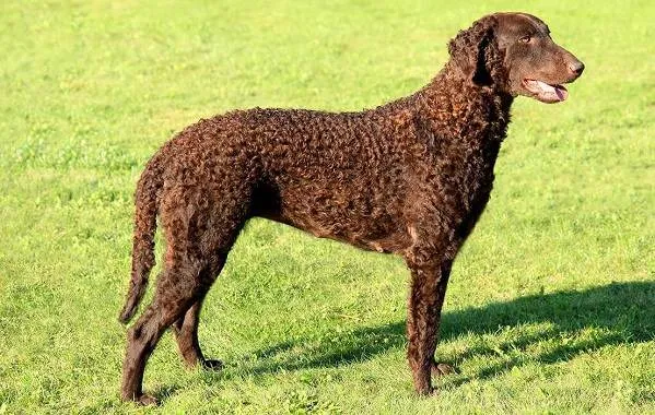Лабрадор-собака-Описание-особенности-виды-характер-и-цена-породы-лабрадор-8