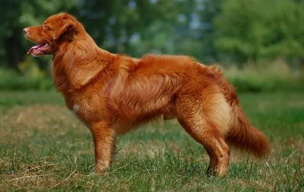 Лабрадор-собака-Описание-особенности-виды-характер-и-цена-породы-лабрадор-11