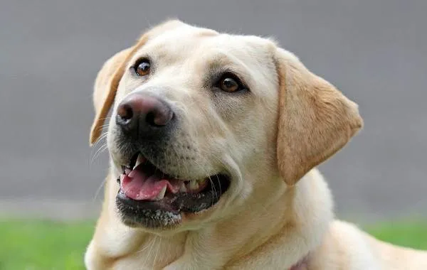 Лабрадор-собака-Описание-особенности-виды-характер-и-цена-породы-лабрадор-14
