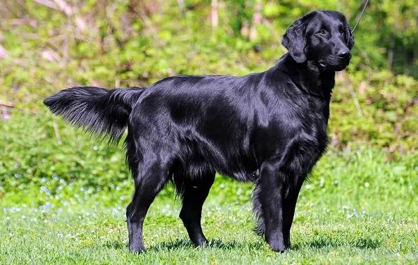 Лабрадор-собака-Описание-особенности-виды-характер-и-цена-породы-лабрадор-9