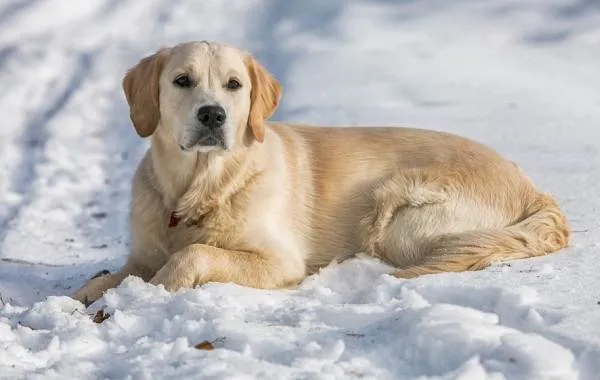 Лабрадор-собака-Описание-особенности-виды-характер-и-цена-породы-лабрадор-10