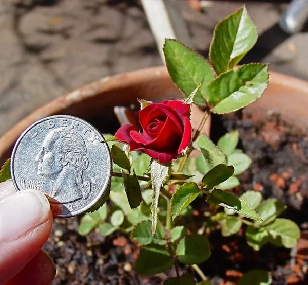 Благодаря малым размерам миниатюрные розы удобно использовать и в качестве бордюрных растений, для скальных садиков, живых изгородей, в штамбовой форме и горшечной культуре