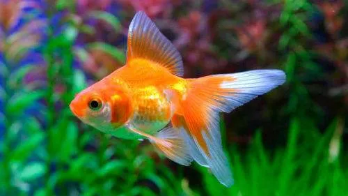 Какие рыбки могут жить без кислорода (воздуха, аэрации) и фильтра в аквариуме (петушки, гуппи, гурами)