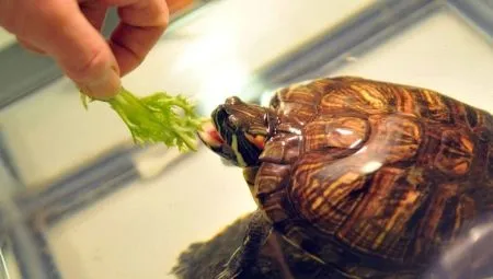 Сколько кормить красноухую черепаху в домашних условиях?