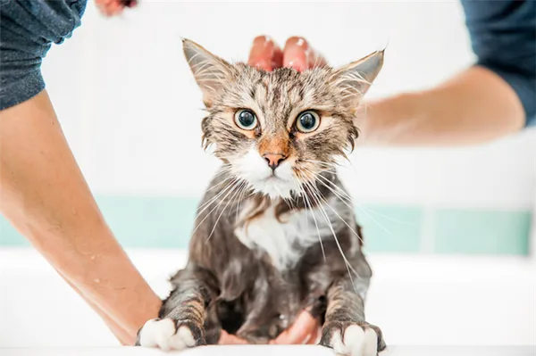 Как помыть кошку без воды