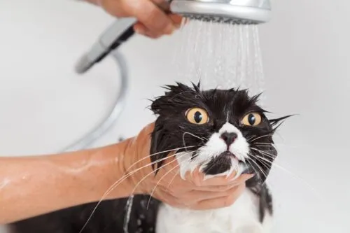 Как помыть кота, если он боится воды и царапается