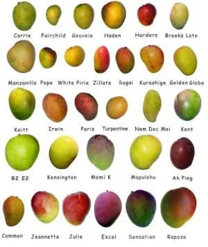 Как хранить манго, чтобы фрукт не испортился