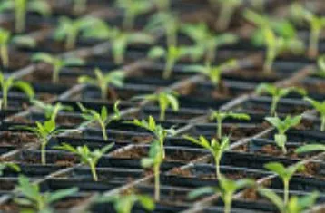 Помидоры на рассаду в 2022 году: благоприятные дни для посадки семян в феврале, подготовка семян, пикировка рассады