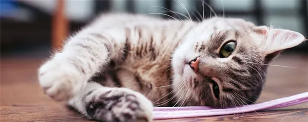 Для многих очищение зубов у кошек и котов покажется странным занятием, но ветеринары советуют проводить данную процедуру регулярно