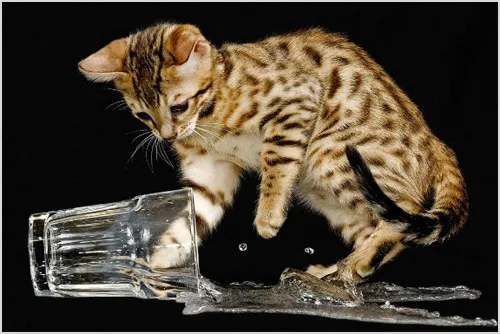 Бенгальский котенок опрокинул стакан с водой