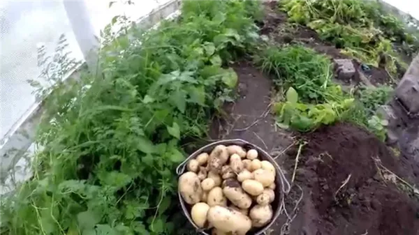 Картофель в теплице