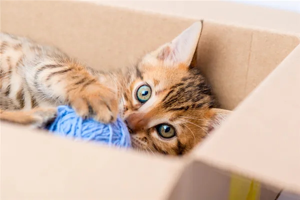 как играть с кошкой: используйте клубок и коробку