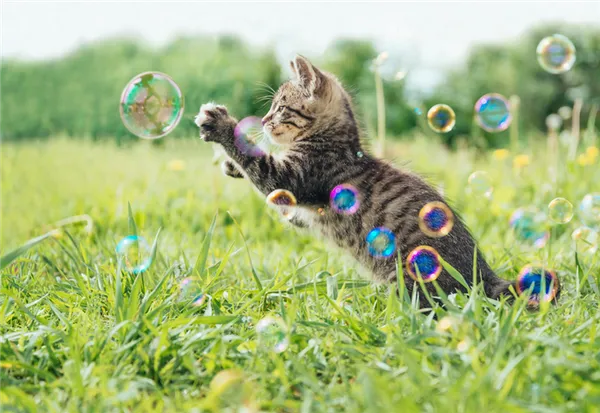 как играть с котенком специальными мыльными пузырями