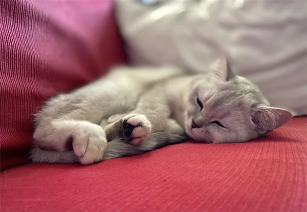 Естественные причины длительного сна у кошки