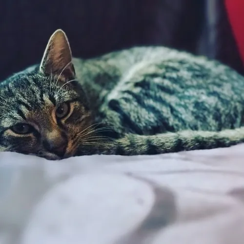 Фазы сна у кошек