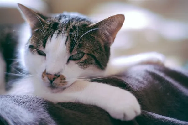Можно ли синхронизировать режим сна кошки и человека