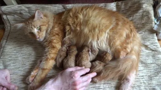 Мейн-кун котята новорождённые