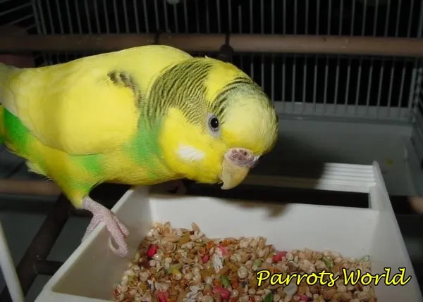 Уход и содержание волнистых попугаев в домашних условиях