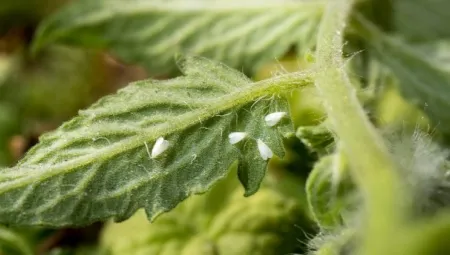 Белокрылка на помидорах и методы борьбы с ней