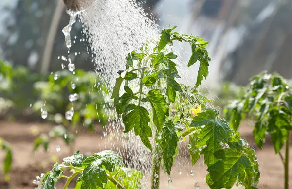 Растения орошают водой из шланга или лейки, а затем промывают листья мыльным раствором
