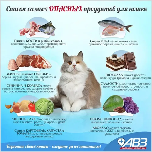 Список самых вредных для кошек продуктов