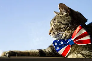 Американские породы кошек