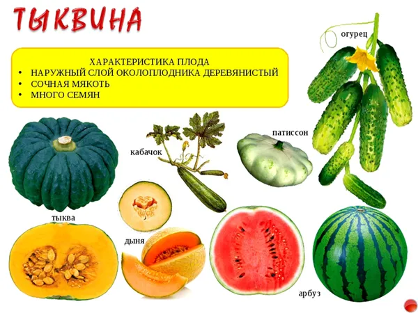 Тип плода — многосемянная сочная ягода, тыквина