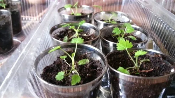 Руководство для начинающих садоводов: как вырастить малину из семян на рассаду в домашних условиях