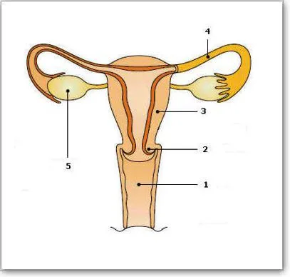 Строение женских половых органов